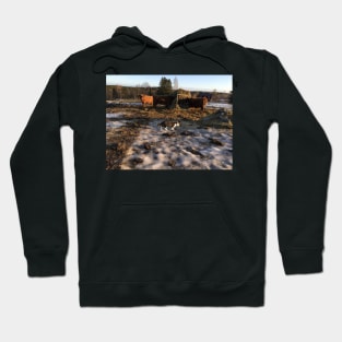 Scottish Highland Cattle Cows and Cat 2253 Hoodie